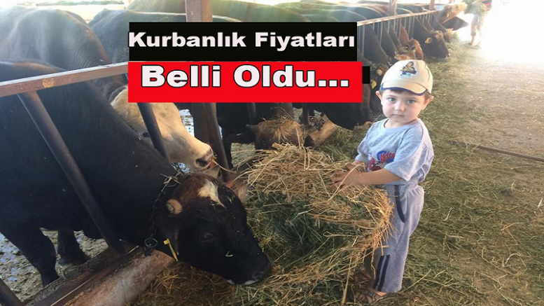 Kurbanlık Fiyatları Belli Oldu