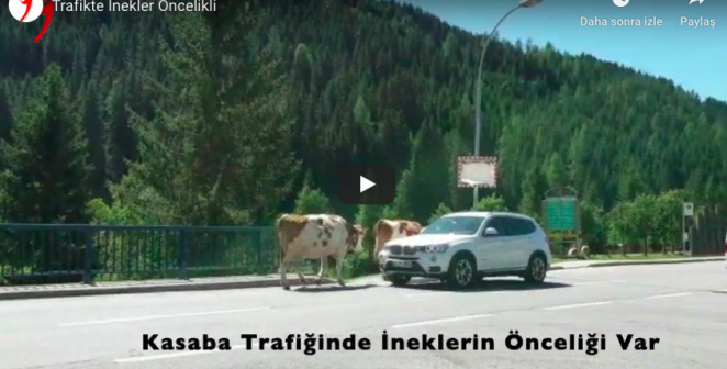 Trafikte İnekler Öncelikli