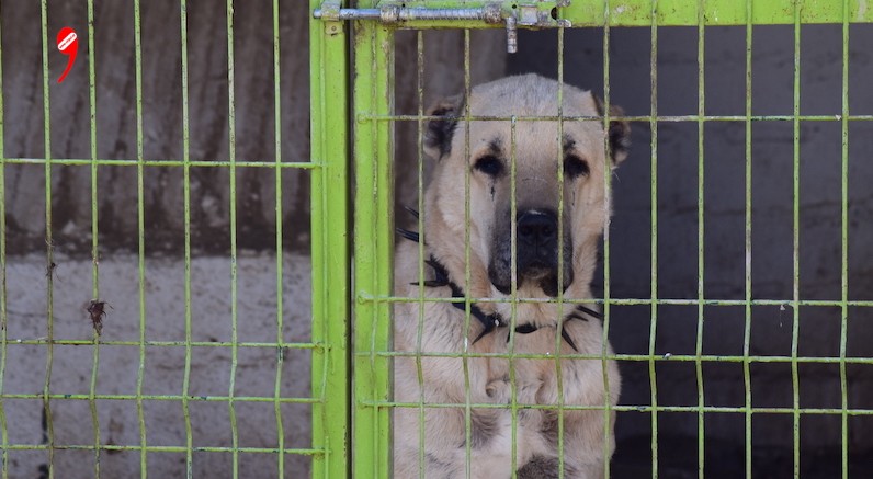 Avusturya’da Kulakları Kesilen Kangal Köpeği Sahibinden Alındı