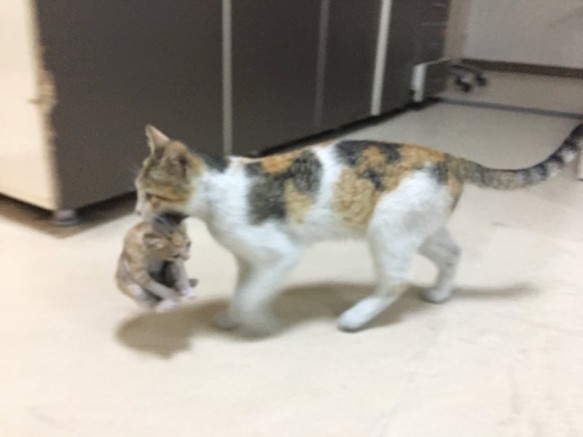 Annelik, insan ya da hayvan dinlemiyor | Kedi yavrusunu acil servise getirdi