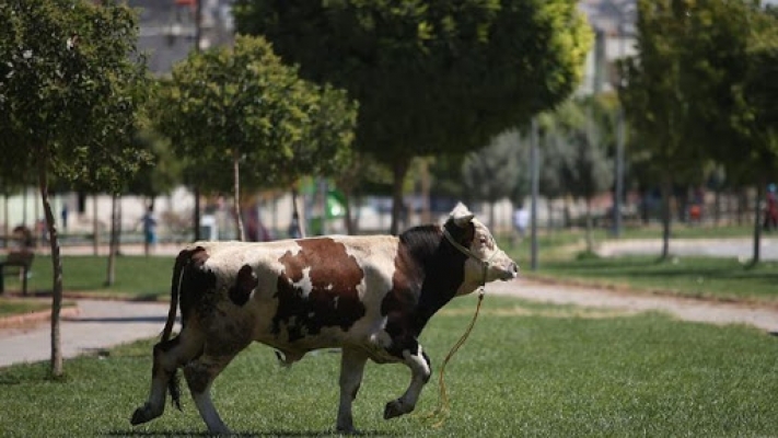 Boğaların çiftleşmesi için kullanılan ilacı kullanınca hastanelik oldu