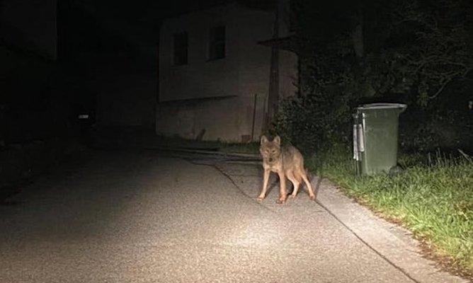 St. Pölten | Kasabanın Caddesinde Görülen Kurt Korku Yarattı