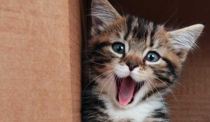 Uluslararası Kedi Günü ne anlama geliyor?