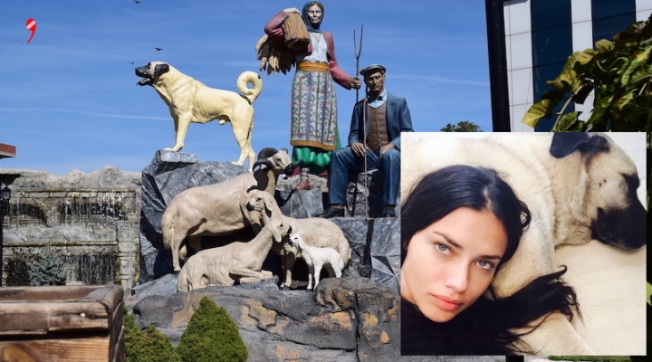 Sivas Kangal’dan Adriana Lima’ya ‘Kangal’ çağrısı