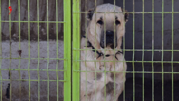 Kangal Köpeğinden Kurtulmak İsteyen Viyanalı Kadına 8.700 Euro Ceza