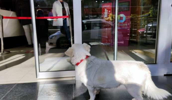 Köpek Beş Gündür Sahibini Hastane Kapısında Bekliyor