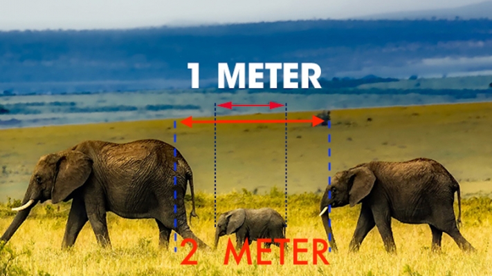 Mesafe İki Metreye Çıktı, Yavru Fil Bir Metrede Kaldı