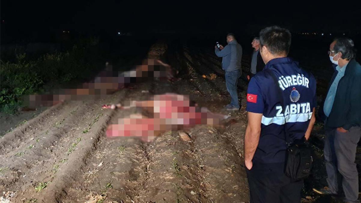 Kayıp at tartışmaları gündemdeyken, Adana’da tarla kenarında başları kesilmiş 3 hayvan bulundu
