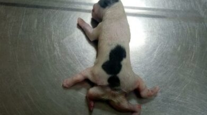 Altı Bacaklı Doğan Köpek, Hayata Tutunamadı