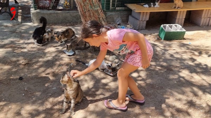 Yolunuz İzmir’e Düşerse, Kedi Evlerini Ziyaret Edin
