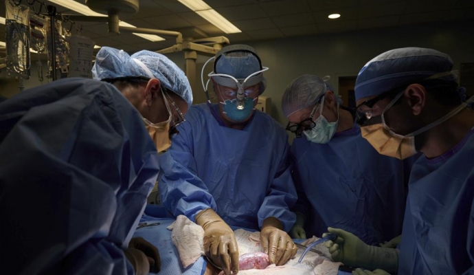 Domuzdan İnsana Organ Nakli Deneyi İlk Kez Başarıyla Sonuçlandı