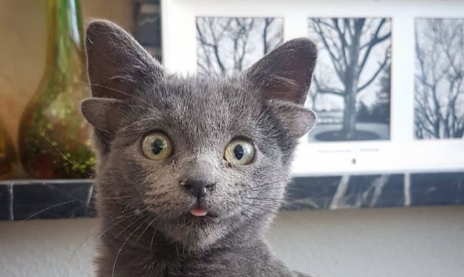 Dört kulaklı doğan kedi
