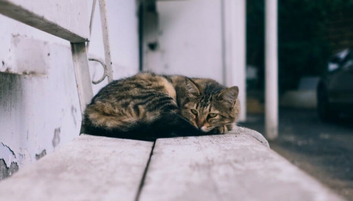 Sokak Kedilerinin İçtiği Suya Çamaşır Suyu Dökerken Yakalandı