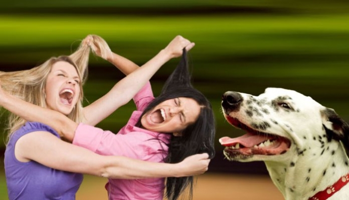 Köpek eğitimi kavgasına tutuşan iki kadından biri diğerini ısırdı