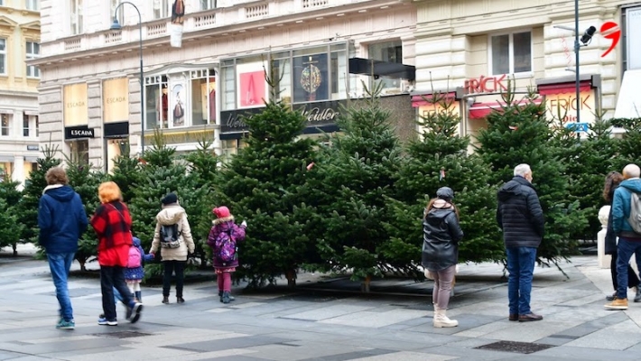 Viyana‘da Noel pazarları ve ağacı