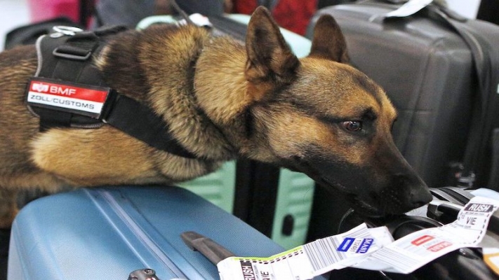 Avusturya’da gümrük köpekleri 170.000 Euro’nun üzerinde nakit para buldu