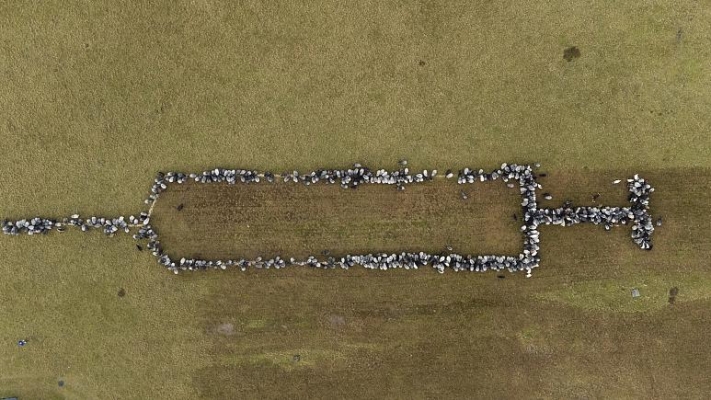 Covid-19 aşı kampanyasında kararsızlar koyunlarla ikna edilecek