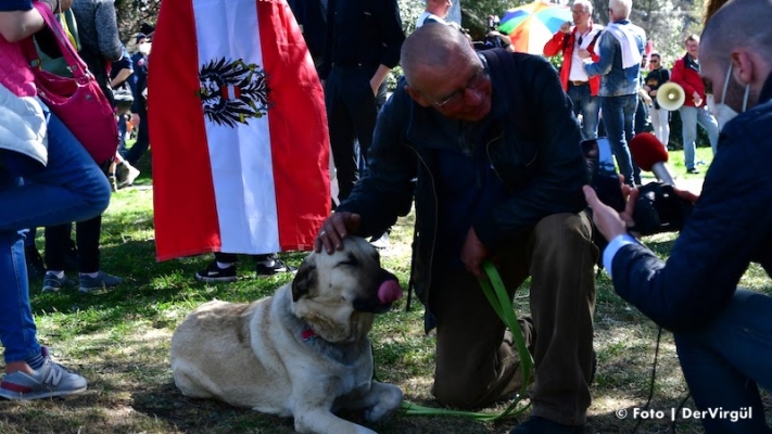 Kangal Çoban Köpeği