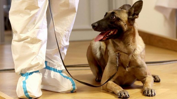 Köpekler Covid-19’u PCR testinden daha iyi tespit edebiliyor