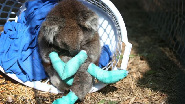 yaralı bir koala.