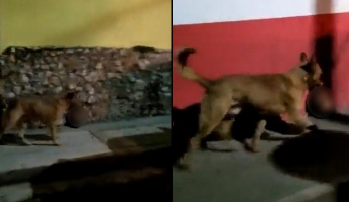 Bir köpek, ağzında kesik insan başıyla görüntülendi