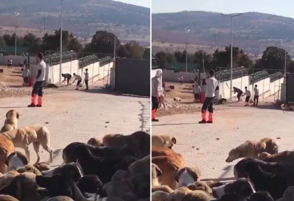 Vahşet! | Köpekler kürekle vurularak öldürüldü, 2 şahıs tutuklandı