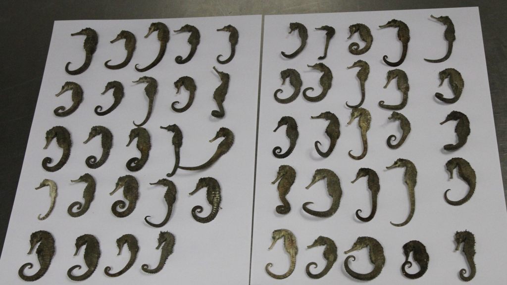 Viyana Havalimanında İstanbul’dan gelen yolcuda kurutulmuş denizatı ele geçirildi