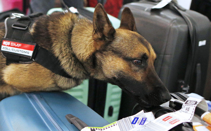 Dedektör köpekler 170 kilogram uyuşturucu, 830.000 Euro para ve tonlarca tütün yakalattı
