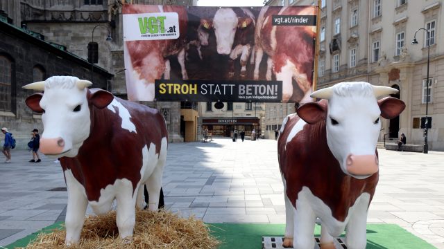 VGT Viyana Stephansplatz’da dev boğa figürlü protesto gösterisi düzenledi