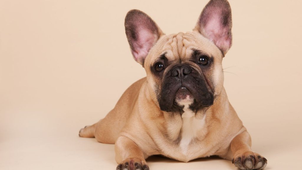 Viyanalı köpeği balkondan attı | hayvan öldü