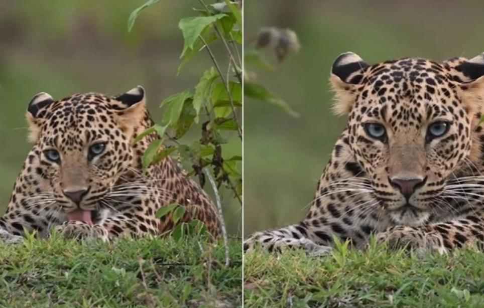 Yaban hayatı fotoğrafçısının nefes kesen leopar videosu viral oldu