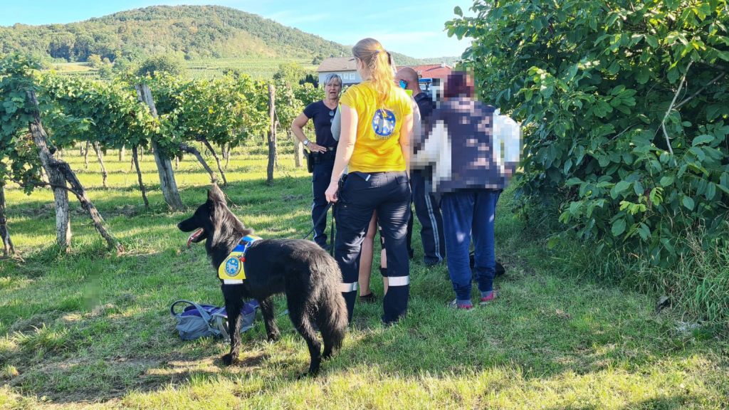 Aşağı Avusturya’da kayıp kadın kurtarma köpekleri sayesinde bulundu