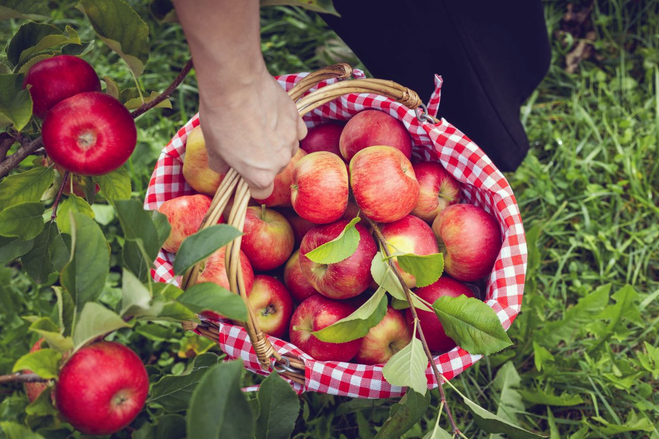 Elma Günü |  İyi hasat, ancak Avusturyalı meyve üreticileri üzerindeki baskı sürüyor