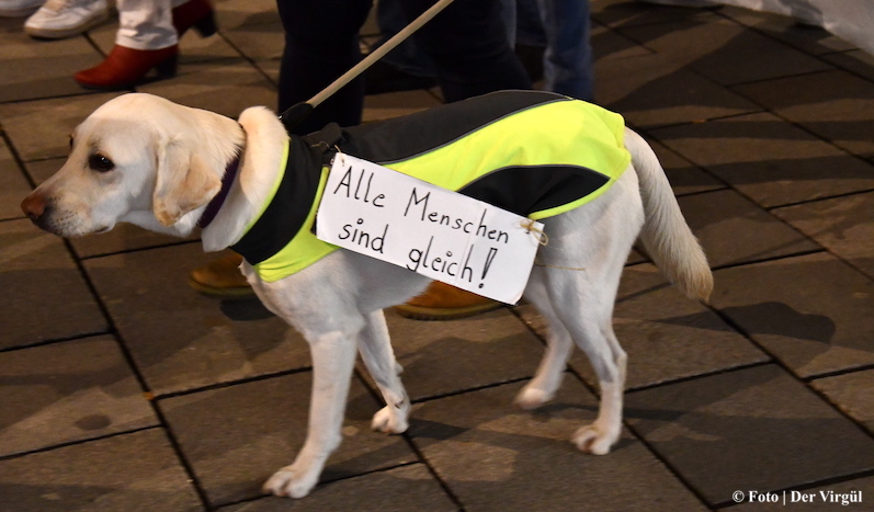 Viyana’da köpek vergisi büyük oranda arttı, binlerce hayvan sahibi etkileniyor