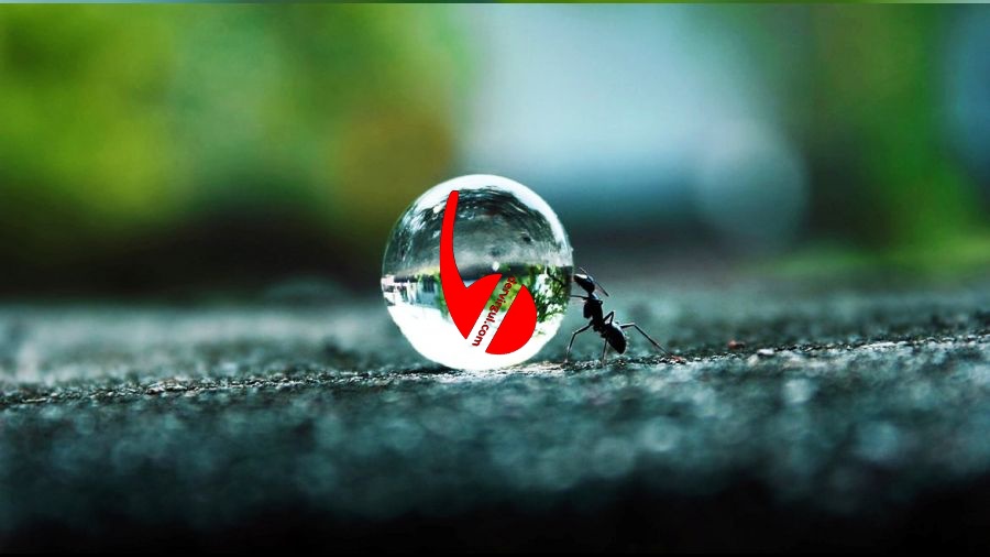 Karınca Misalinde Virgül’ün Yadsınamaz Anlamı