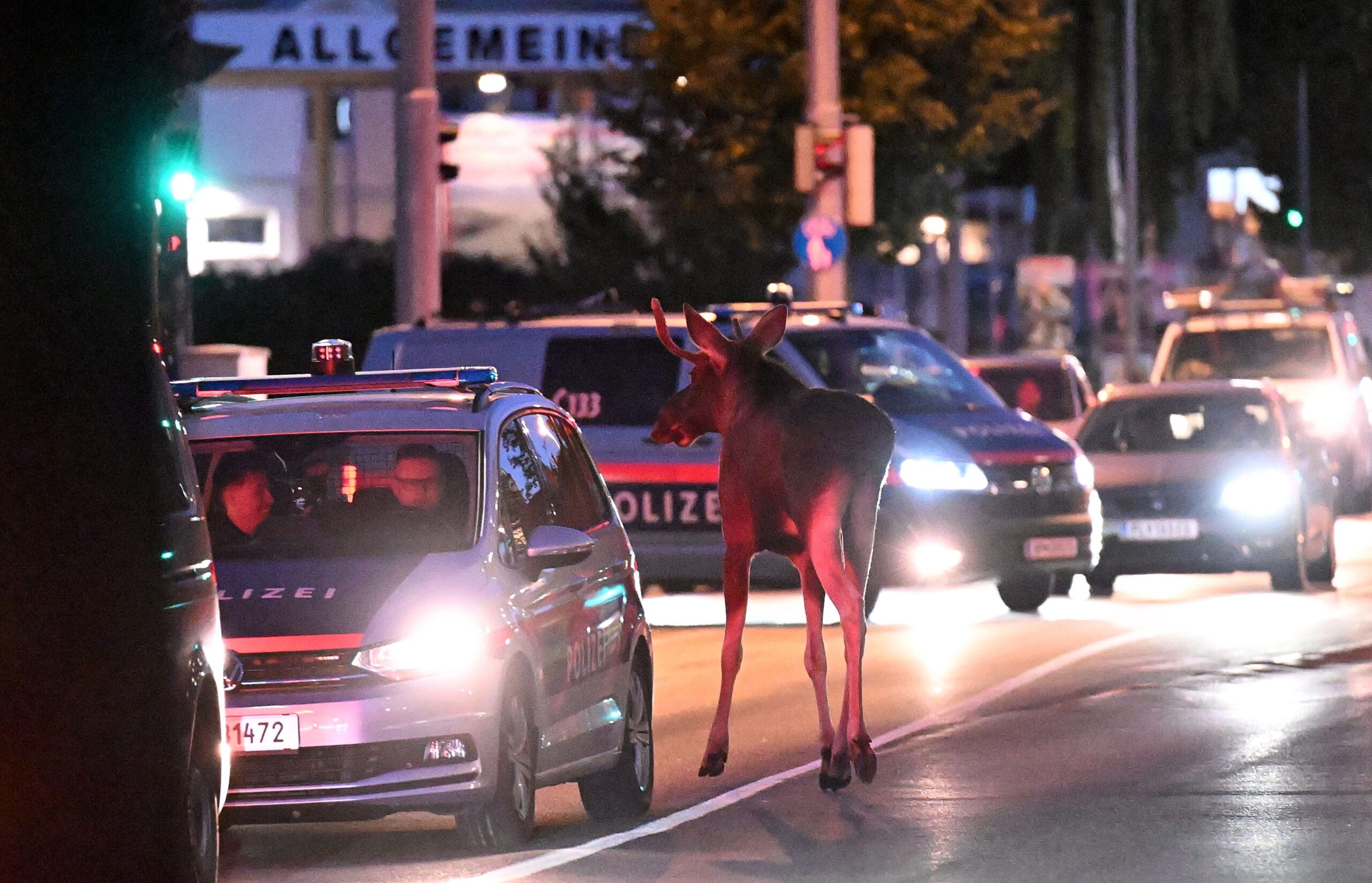 “Efsane geyik geri döndü! ‘Emil’ yine gündemde”